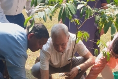 Tree-Plantation-5